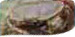 Edible crab:, can grow to 10"+, legal landing size 140mm
