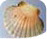 Scallop ( Clam ) legal minimum landing size 110mm